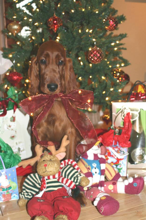 Faith Irish Setter