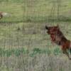 Drew following pheasant in flight