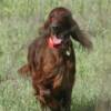 Drew in the field training for his junior hunter title